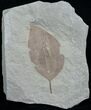 Nice Fossil Leaf Green River Formation #4891-1